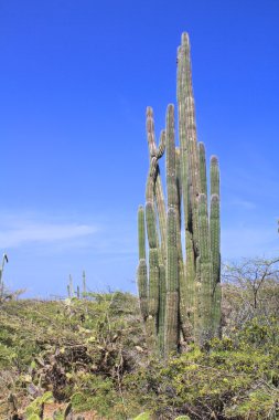 Kaktüs Aruba üzerinde