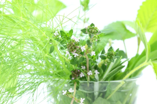 Świeże zioła — Zdjęcie stockowe