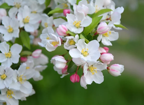 Flor de maçã — Fotografia de Stock