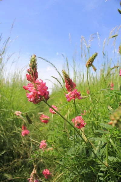 野生の花 — ストック写真