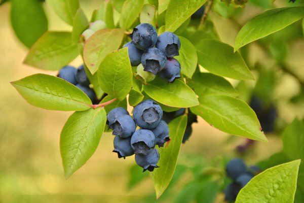 Blueberries plant
