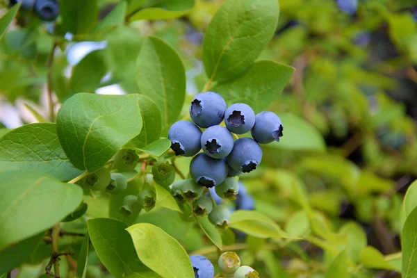 Blueberry заводу — стокове фото
