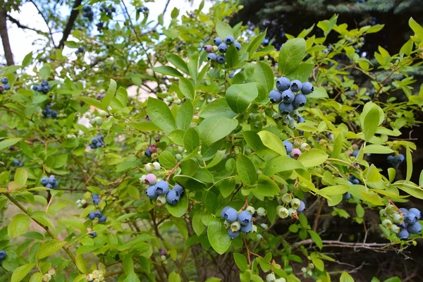 Blaubeerpflanze — Stockfoto
