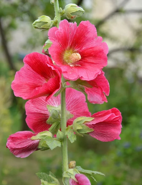 Hollyhock λουλούδι — Φωτογραφία Αρχείου