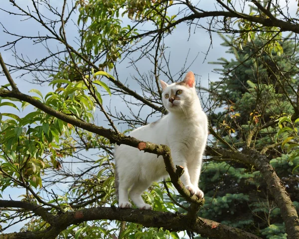 Katze auf Baum — Stockfoto