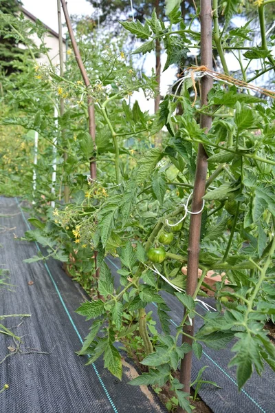 Tomato plants — Stock Photo, Image