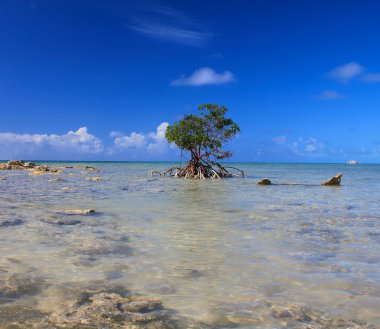 Bahama Adası okyanus