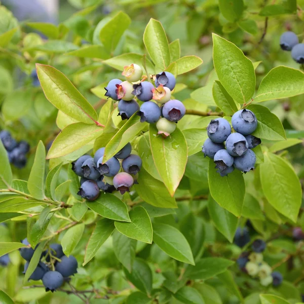 Blaubeerfruchtpflanze — Stockfoto