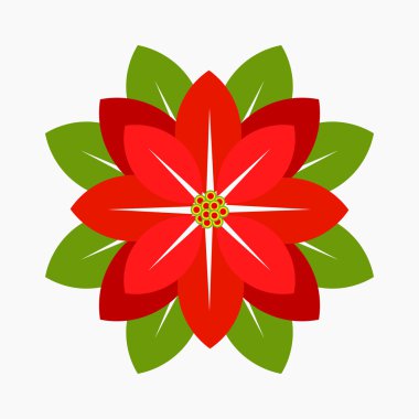 Atatürk çiçeği Noel çiçek