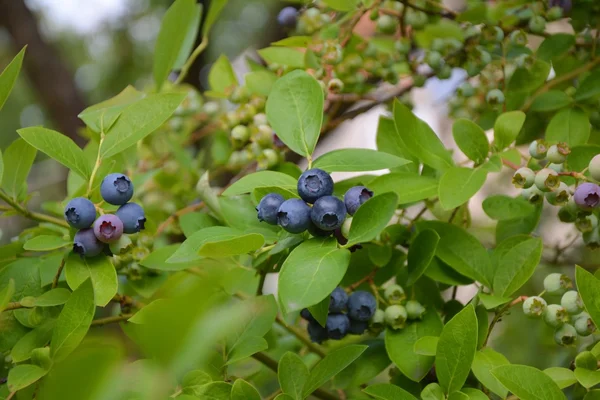 Blaubeerpflanze und Früchte — Stockfoto