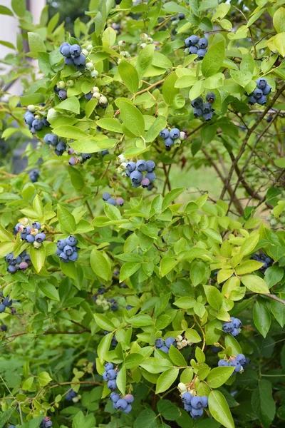Bleuet Plante et fruits — Photo