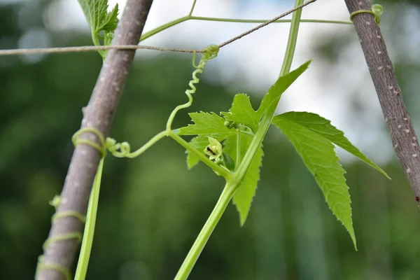 Cyclanthera pedata bitki — Stok fotoğraf