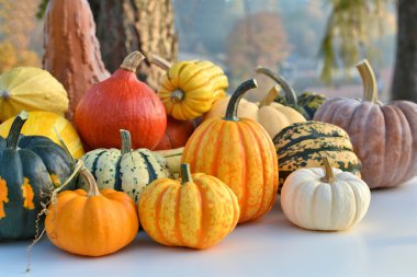 Sonbahar squashes ve kabaklar