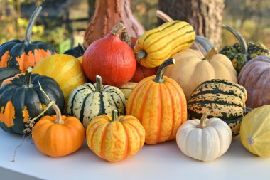 Sonbahar squashes ve kabaklar