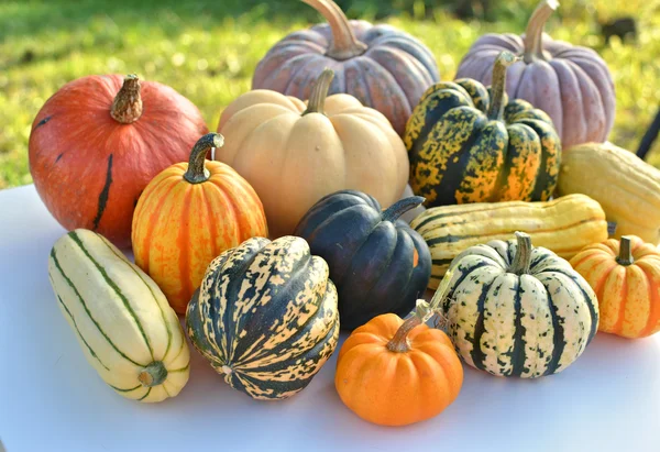 Autumn squashes and pumpkins — Stock Photo, Image