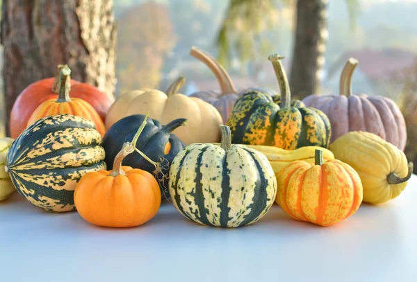 Autumn squashes and pumpkins — Stock Photo, Image