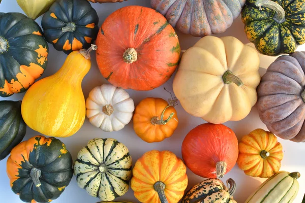 Courges et citrouilles d'automne — Photo