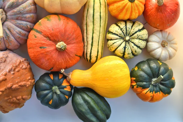Sonbahar squashes ve kabaklar