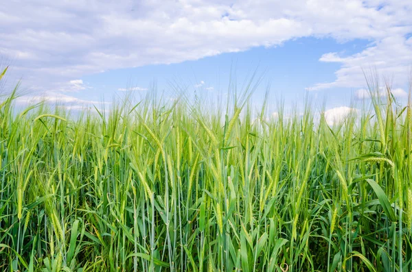 Campo de trigo joven verde fresco con un hermoso cielo azul — Foto de Stock