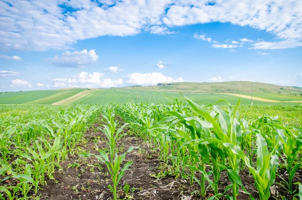 Kukorica a területen egy friss fiatal megjelenés — Stock Fotó