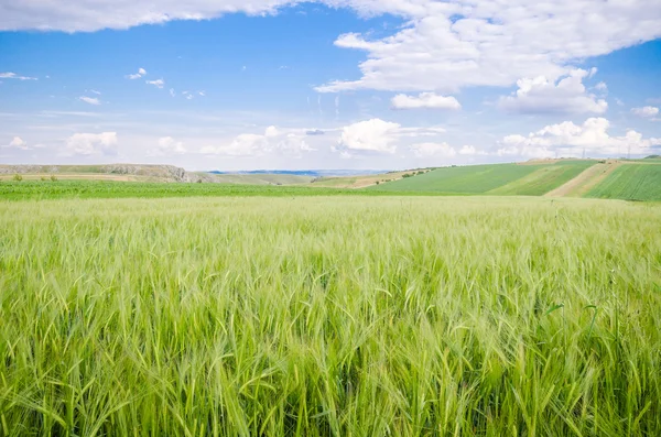 Wheay fält på åkermark med ett vackert landskap — Stockfoto