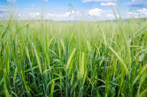 Wheat field with a blue cloudy sky — Stock Photo, Image