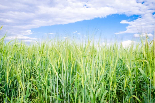 Vete fält med grön look och en blå himmel våren — Stockfoto