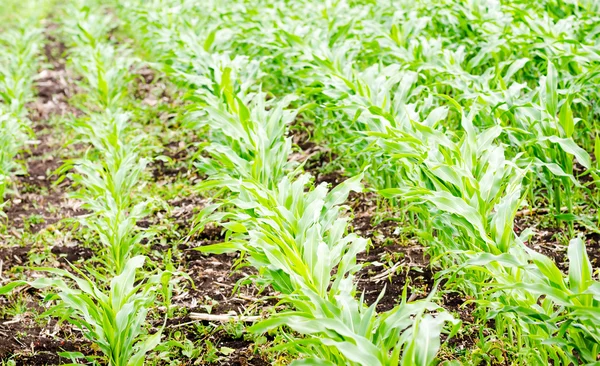 Corn field in spring — Stock Photo, Image