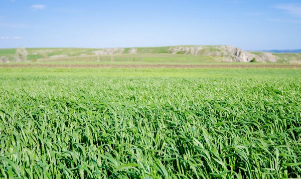 Frisches grünes Weizenfeld — Stockfoto