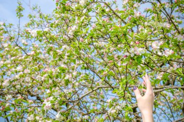 A womand hand reaching to a flower