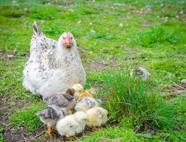 Chicken with small chicks — Stock Photo, Image