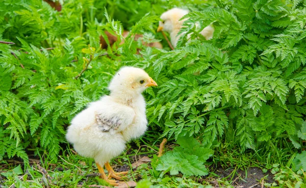 White chick — Stock Photo, Image