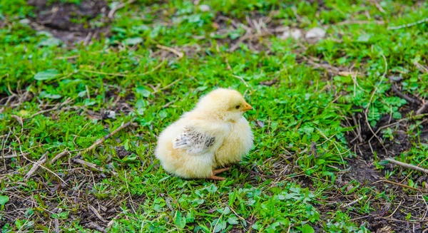 Chick sitting on green grass — Stock Photo, Image