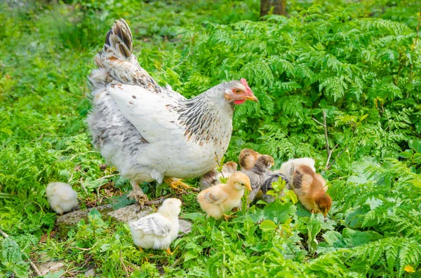 Small chicken — Stock Photo, Image