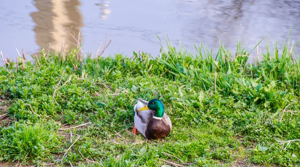 Eine Ente, die auf Gras sitzt — Stockfoto