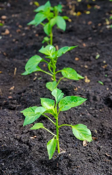 Jovens plantas de pimenta — Fotografia de Stock