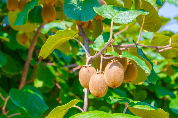 Frutos amarillos de kiwi crudos colgados en una rama con hojas verdes en un día soleado de verano — Foto de Stock