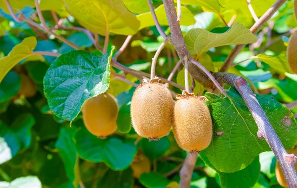 Kiwi amarillo maduro colgando de una rama con hojas verdes en un soleado día de verano bañándose en la cálida luz — Foto de Stock