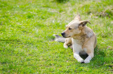 Cute puppy dog sitting in the garden