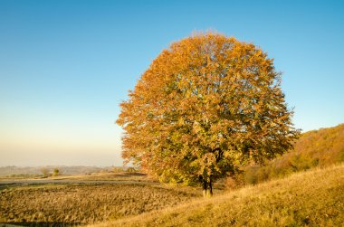Tree on a sunny autumn day
