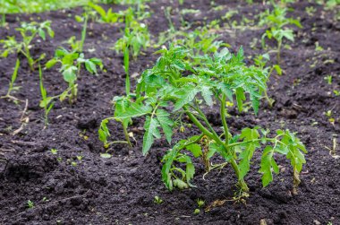 Domates bitkiler verimli topraklar üzerinde