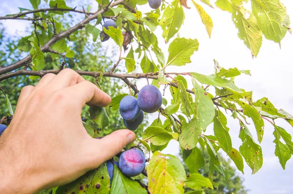 Recogiendo ciruelas en una rama en un día soleado y brillante —  Fotos de Stock