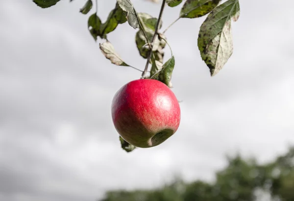 Красное яблоко на дождливом небе — стоковое фото