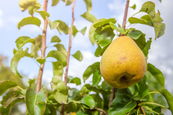 Poire fraîche mûre — Photo