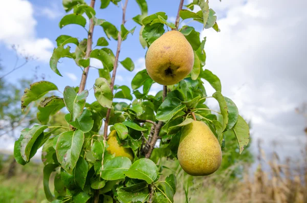 Peras frescas amarillas maduras colgando — Foto de Stock