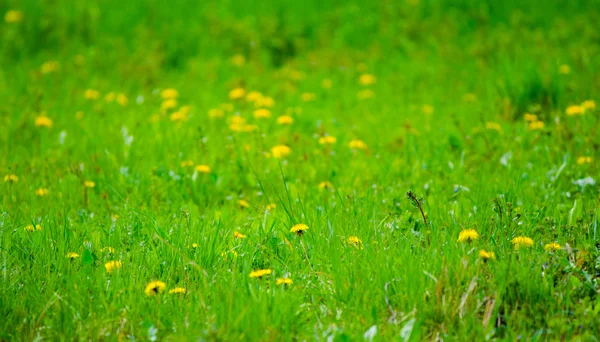 Sezónní pampelišky a zelené trávy — Stock fotografie