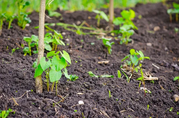 Pea plants in a garden — Stock Photo, Image