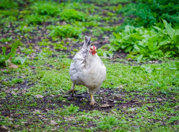 Kyckling som körs på gräset — Stockfoto