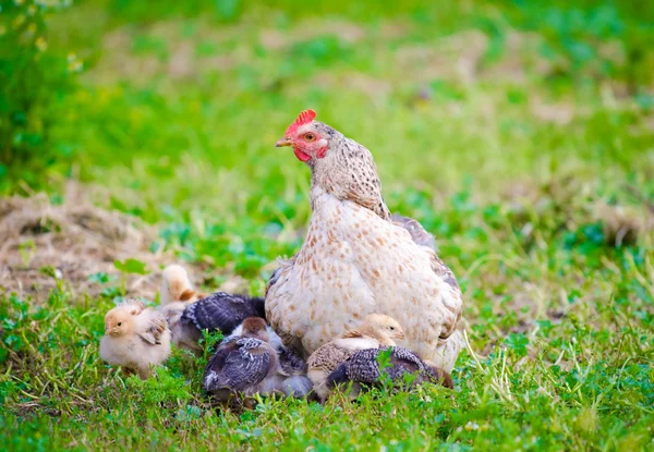 Chicken with small cute baby chicks — Stock Photo, Image