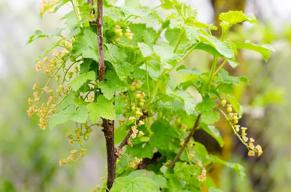 Grosella en una rama verde con un aspecto fresco — Foto de Stock